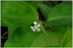 Commelina suffruticosa